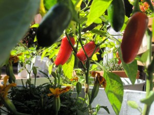 growing fresh vegetables in your garden taste great!